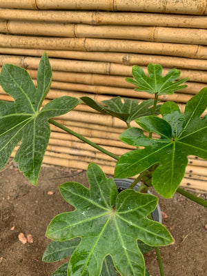 Aralia Japónica (2) - Fatsia japónica. (0.5 m)