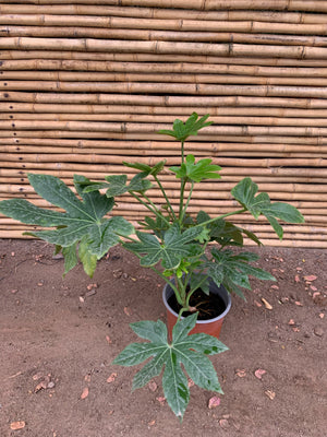 Aralia Japónica (2) - Fatsia japónica. (0.5 m)