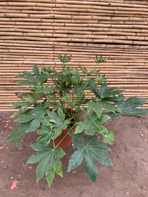 Aralia Japónica (1) - Fatsia japónica.