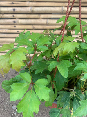 Cissus Ellen Dánica - Cissus rhombifolia "Ellen Dánica"