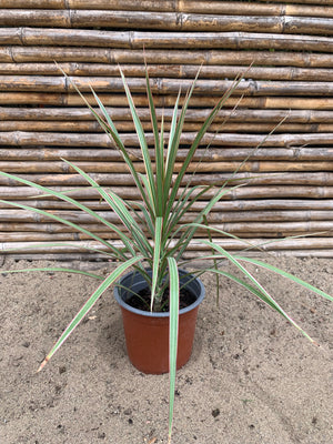 Dracena Colorama