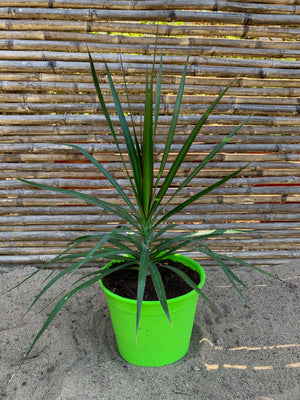 Dracena Marginata - Dracaena reflexa var. angustifolia