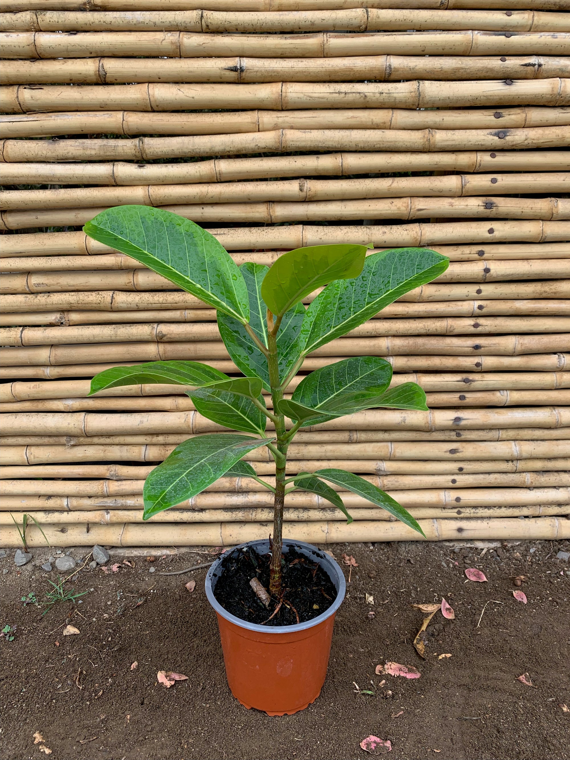 Gomero Altíssima - Ficus Altíssima
