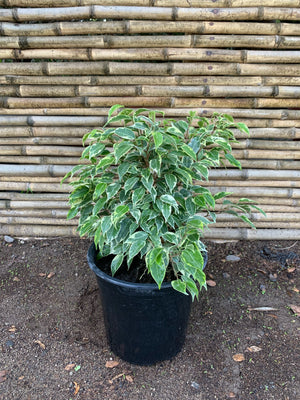 Ficus Bonsai variegado