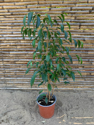Ficus Danielle (0.7-0.8 m)
