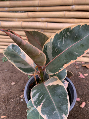 Gomero Tineke - Ficus Tineke