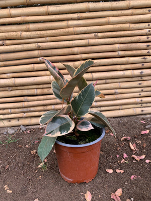 Gomero Tineke - Ficus Tineke