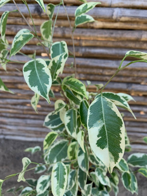 Ficus variegado