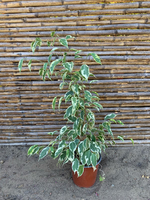 Ficus variegado