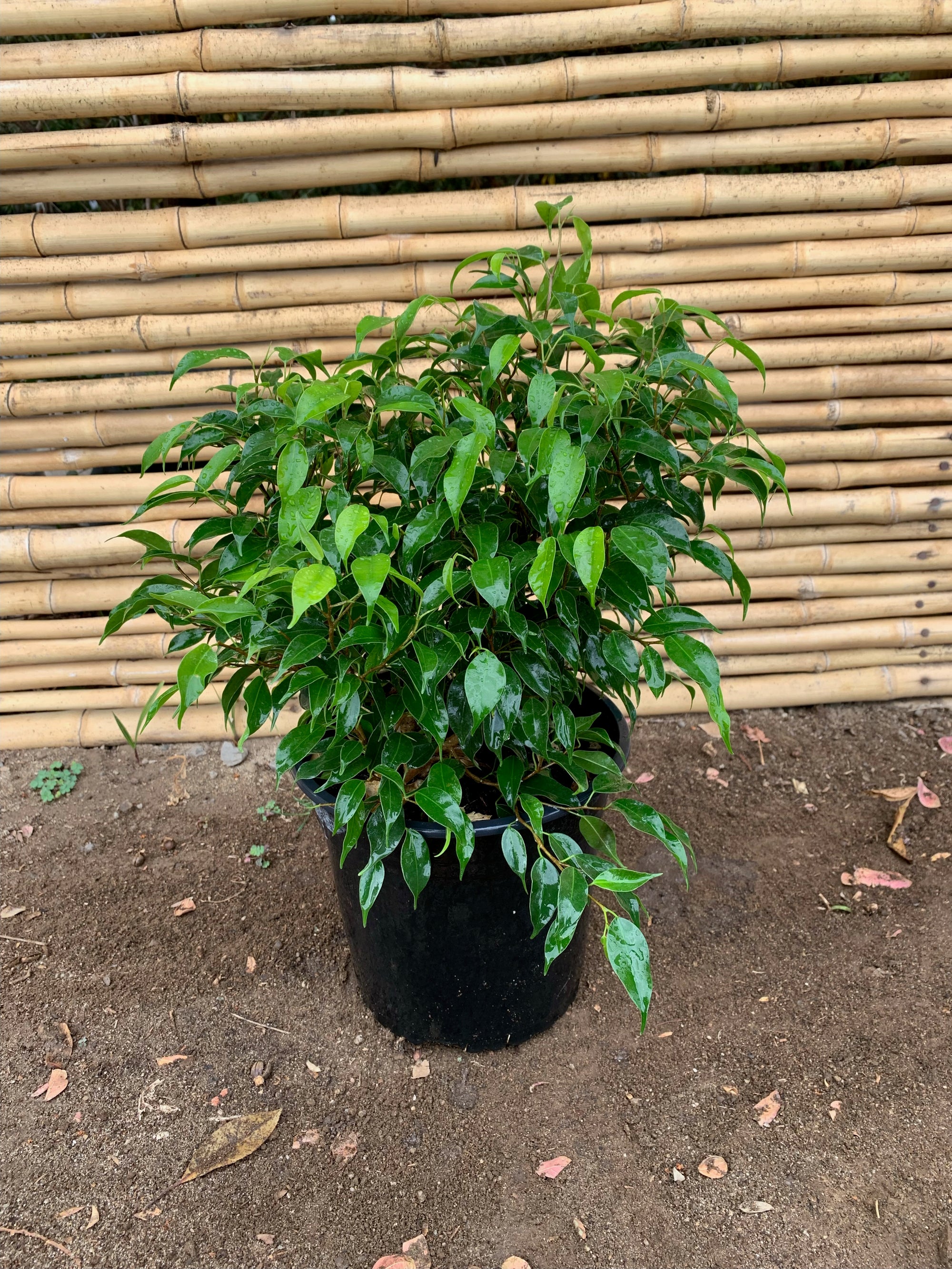 Ficus Bonsai (40cm.)