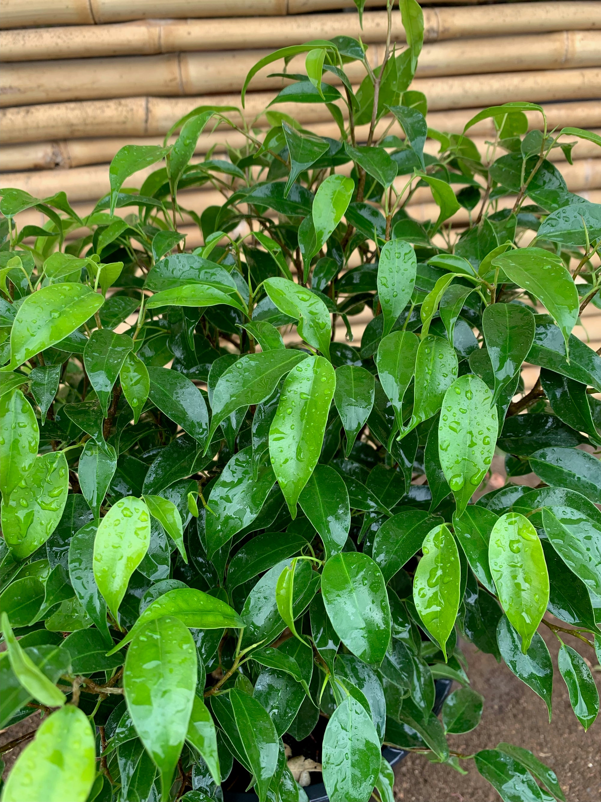 Ficus Bonsai (40cm.)