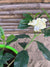 Gardenia Jasminoide