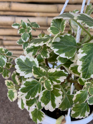 Planta de Incienso - Plectranthus coleoides