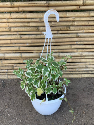 Planta de Incienso - Plectranthus coleoides