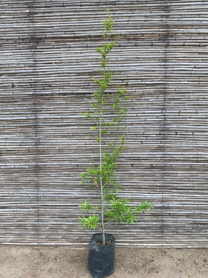 Roble Américano - Quercus rubra (2.2 - 2.8 m)