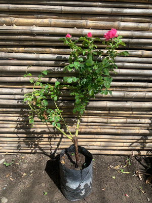 Rosa María callas Floribunda