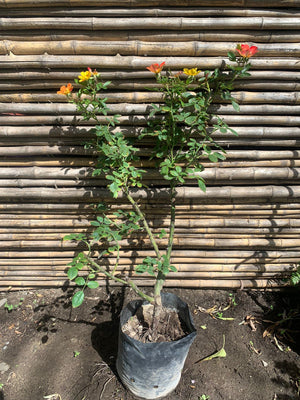 Rosa trepadora JCB