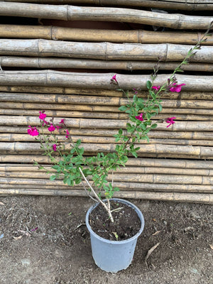 Salvia Greki fucsia