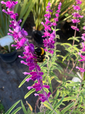Salvia Santa Barbara Leucanta