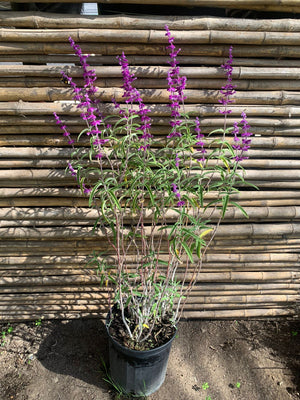 Salvia Santa Barbara Leucanta