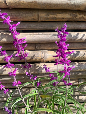 Salvia Santa Barbara Leucanta