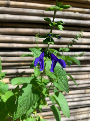 Salvia Guaranitica - Súper trouper