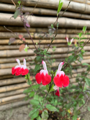 Salvia bicolor - Salvia leucantha