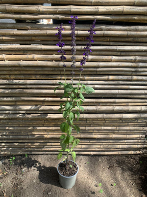 Salvia blig blue