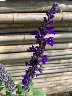 Salvia blig blue