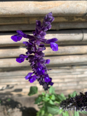 Salvia blig blue