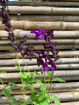Salvia guaranitica amistad