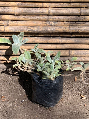 Salvia Oreja de Conejo Stachis Byzantia