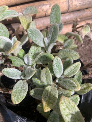Salvia Oreja de Conejo Stachis Byzantia