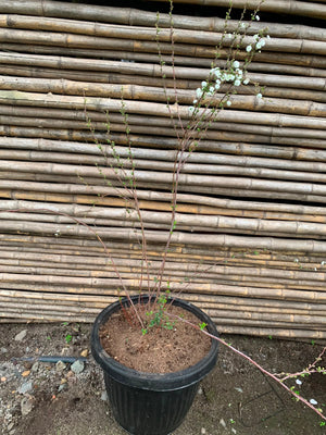 Spirea boton de camisa