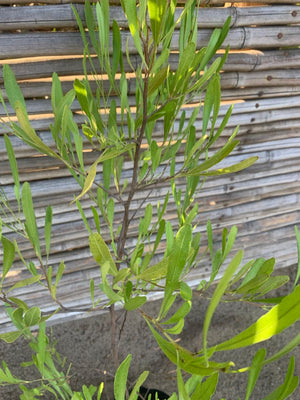 Stenocarpo