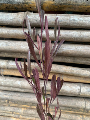 Stenocarpo rojo (80 cm)