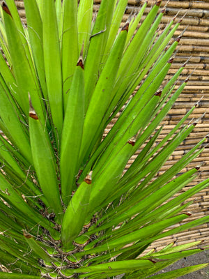 Yucca Filifera
