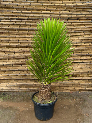 Yucca Filifera