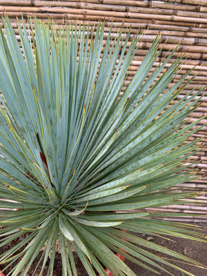 Yuca Rostrata - Yucca Rostrata (80cm.)