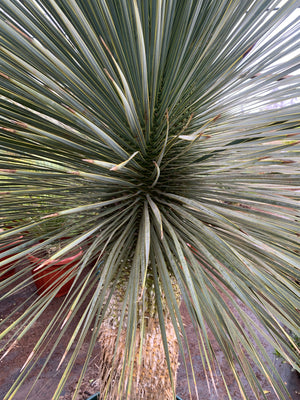 Yuca Rostrata - Yucca Rostrata (1.6 - 1.8m)