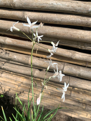 Tulbalgjia Alyum blanco