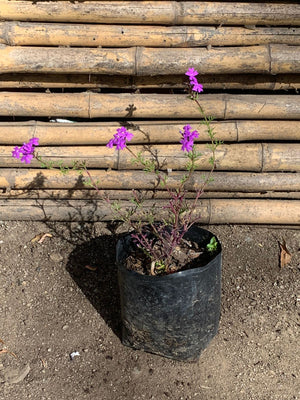 Verbena Rastrera
