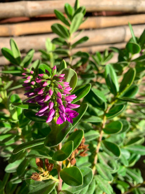 Veronica Buxifolia