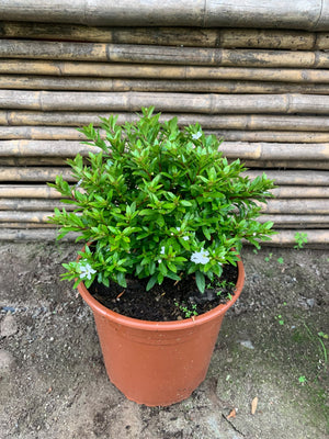 Veronica colombiana blanca (20 cm)
