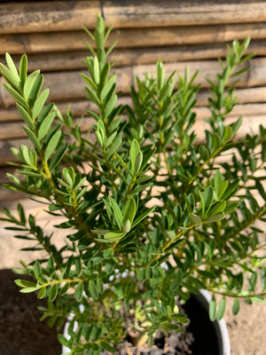 Verónica postratta blanca