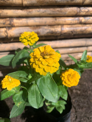 Zinnia