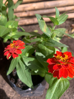 Zinnia