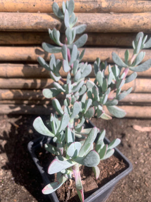 Cotyledon Orbiculata