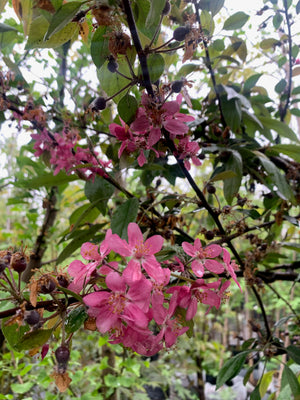 Manzano de Flor ( manzano ornamental ) - Malus floribunda