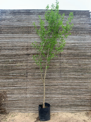 Ginkgo biloba (+ de 4.0m)
